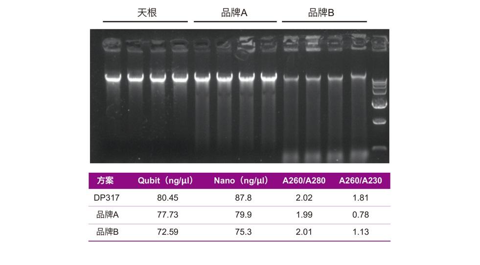 使用DP317、品牌A和品牌B提取酿酒酵母（OD600 =2.0 ，2 ml菌液）基因组DNA，琼脂糖凝胶电泳及紫外分光光度计测值结果表明DP317的提取效果均优于品牌A 和品牌B​